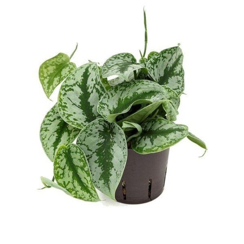 tanaman scindapsus pictus