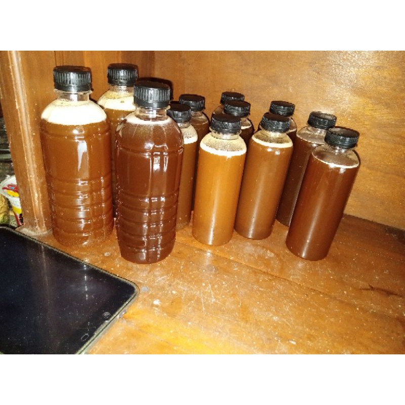 

madu trigona lebah klanceng leviceps