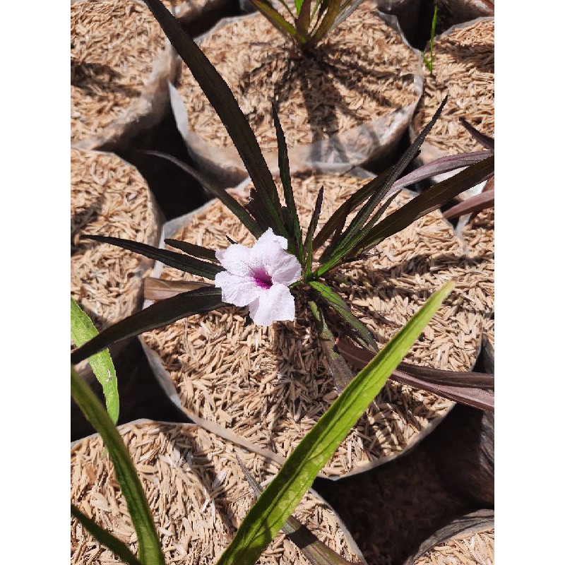 TANAMAN HIAS/BUNGA HIAS/ruellia mini rawelia mini