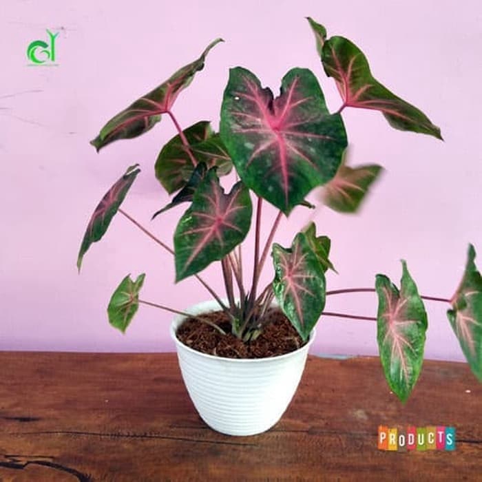 tanaman hias keladium pink / keladi pink rose