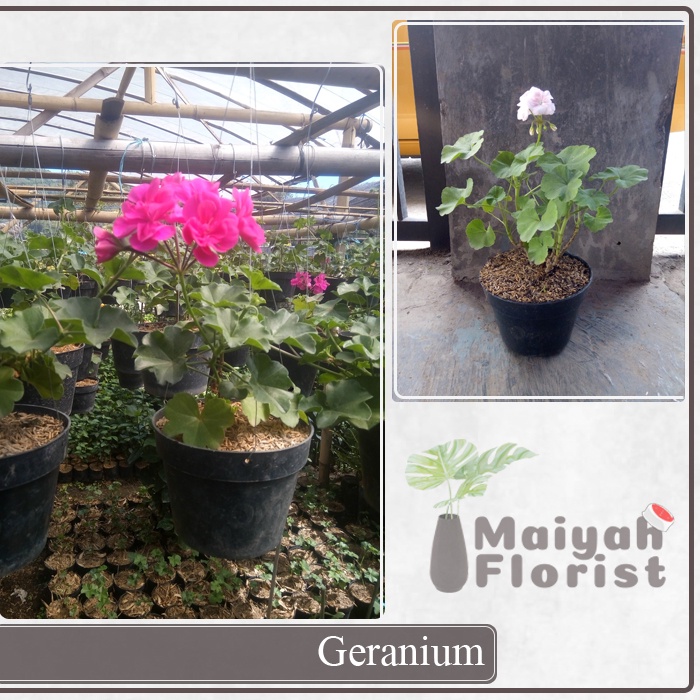 Bunga Geranium - Tanaman Hidup Berakar