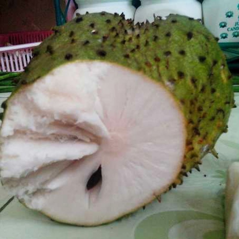 Bibit Buah Sirsak Madu 70 cm