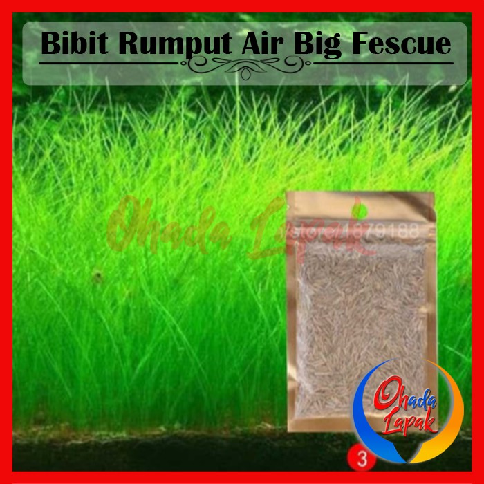 Bibit Rumput Air BIG FESCUE Benih Tanaman Air Aquascape Aquarium