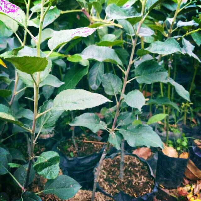 Bibit apel manalagi manis dan renyah