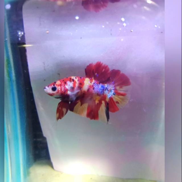 Cupang nemo emerald #9 SOLD