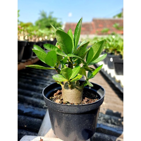 Adenium Godji x BW (Black Widow)