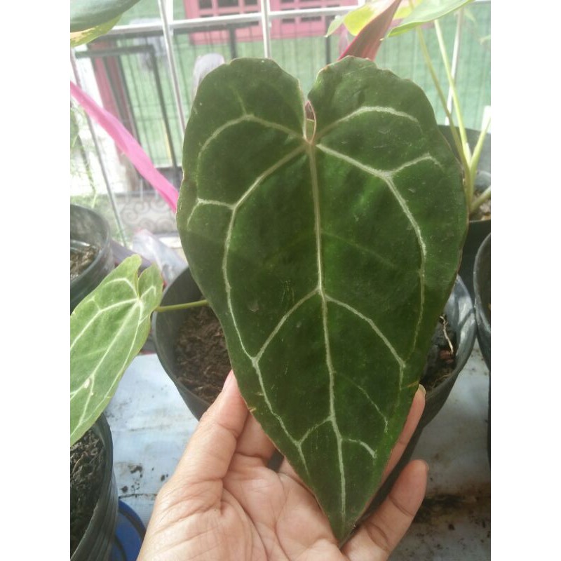 kuping gajah/anthurium mini besar realpic