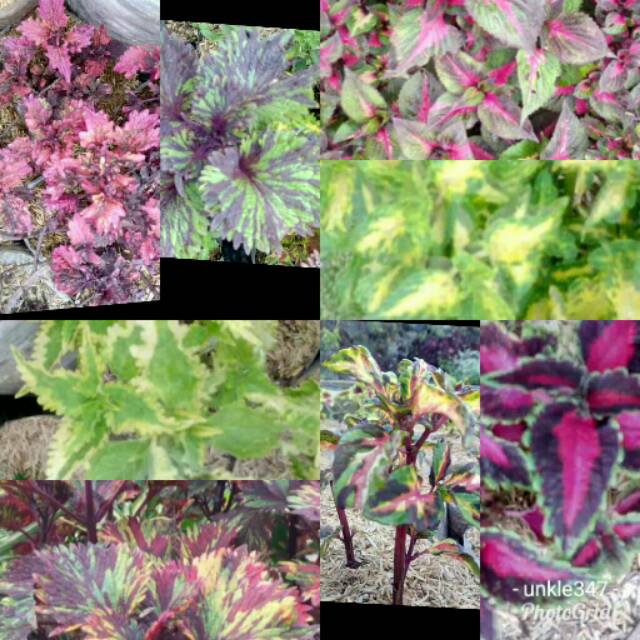 tanaman hias Miana paket kedua