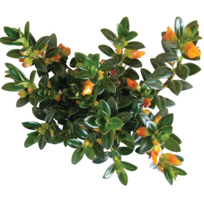 tanaman gantung lipstik orange