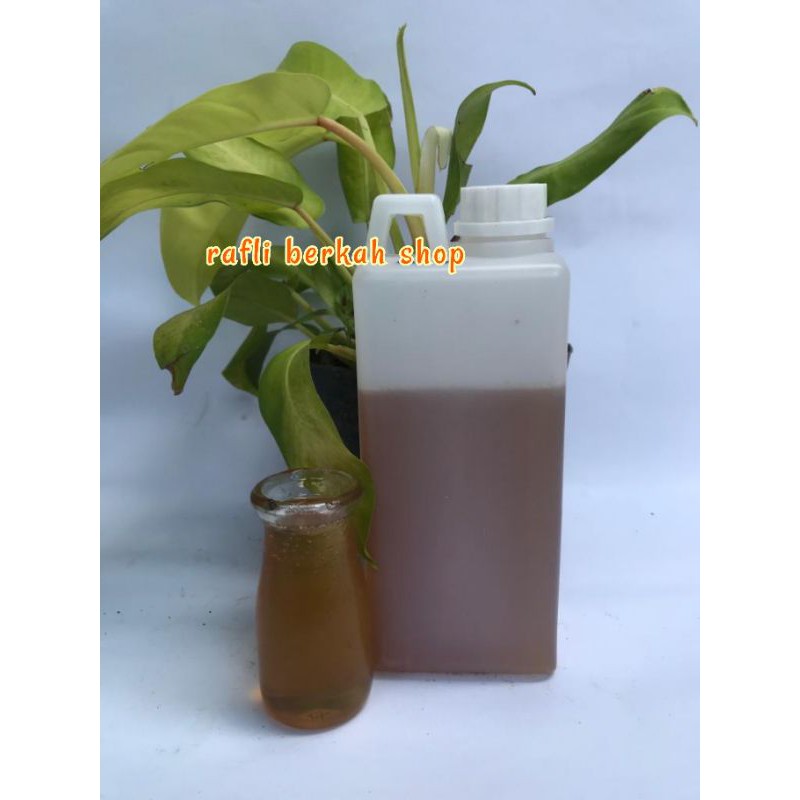 

Madu asli ternak/honey/alami bunga akasia mangium 1kg