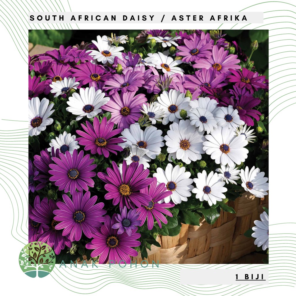 Benih Bibit Biji - Bunga South African Daisy / Aster Afrika (Osteospermum ecklonis) Flower Seeds - IMPORT