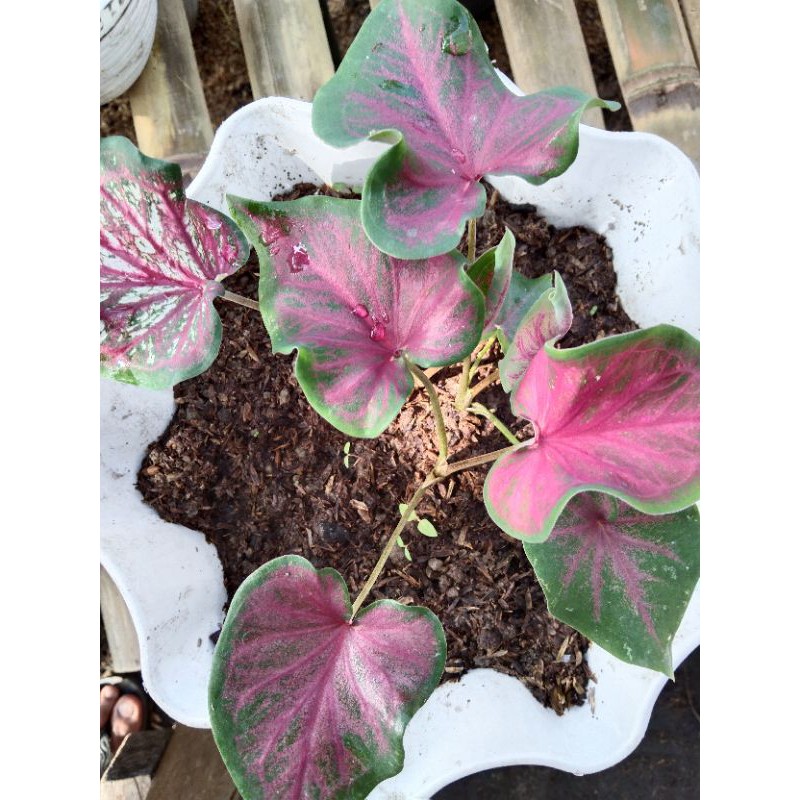 caladium lance whorton