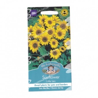 Bibit Benih Biji Mr Fothergills Sunflower Little Leo - 25 biji