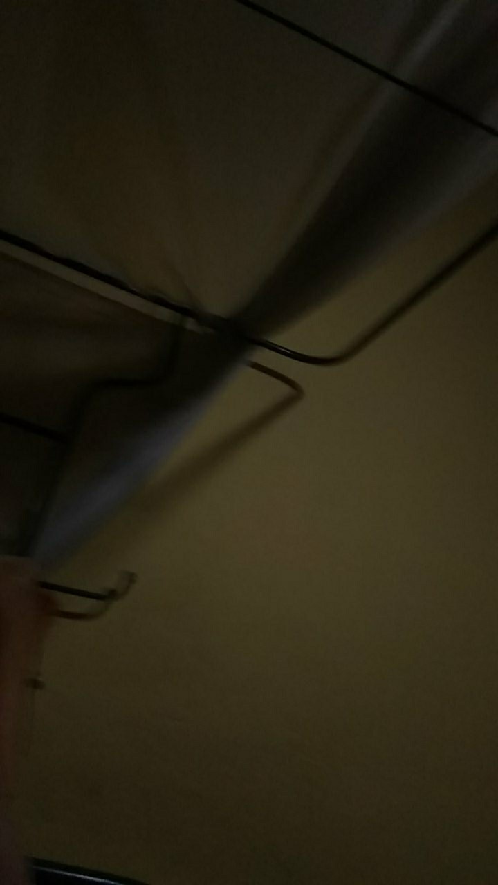 Bibit Jambu Air Madu Susu