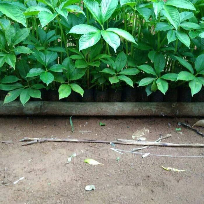

bibit porang segar TALITA STORE