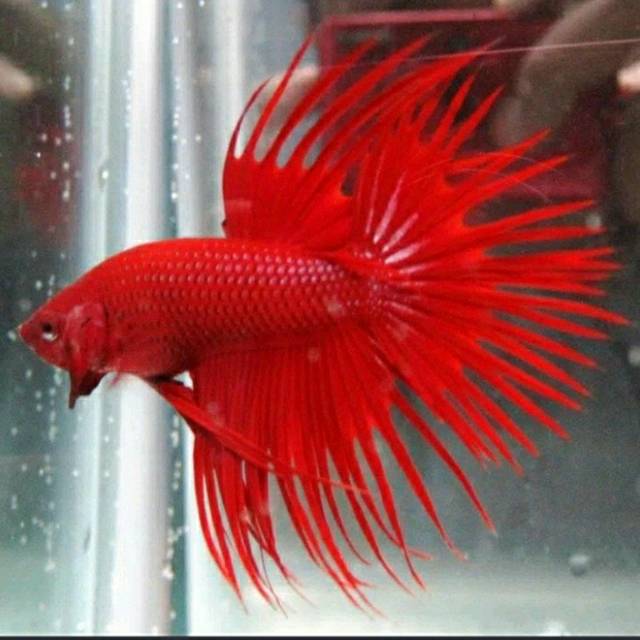 Cupang Serit Super Red