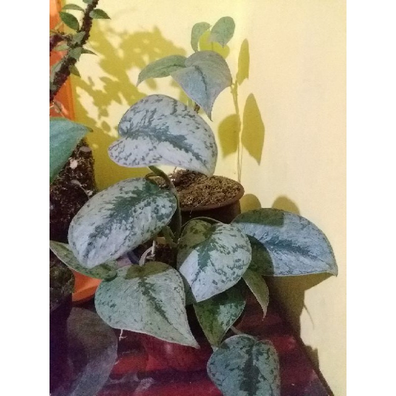 scindapsus silver splash