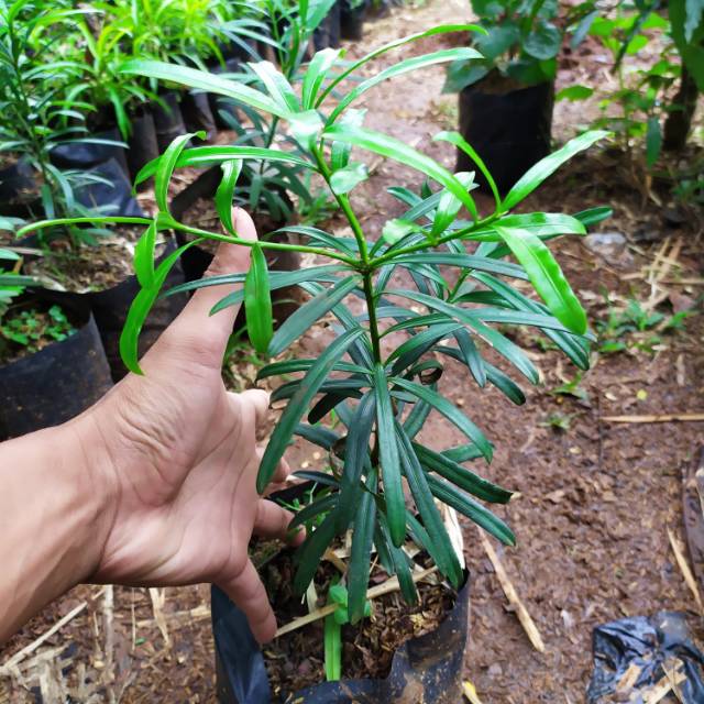 tanaman lohansung/bibit pohon lohansung