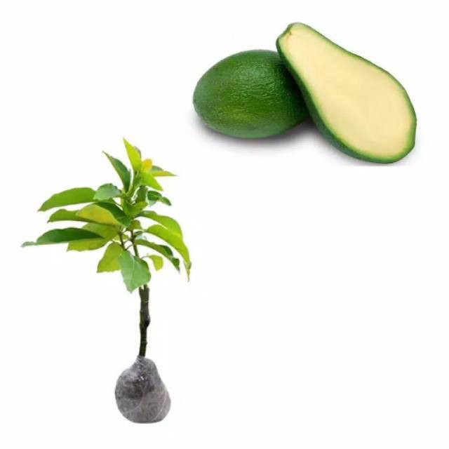 Bibit Alpukat Tanpa Biji Cepat Berbuah / Tanaman Alpukat Tanpa Biji Tambulampot