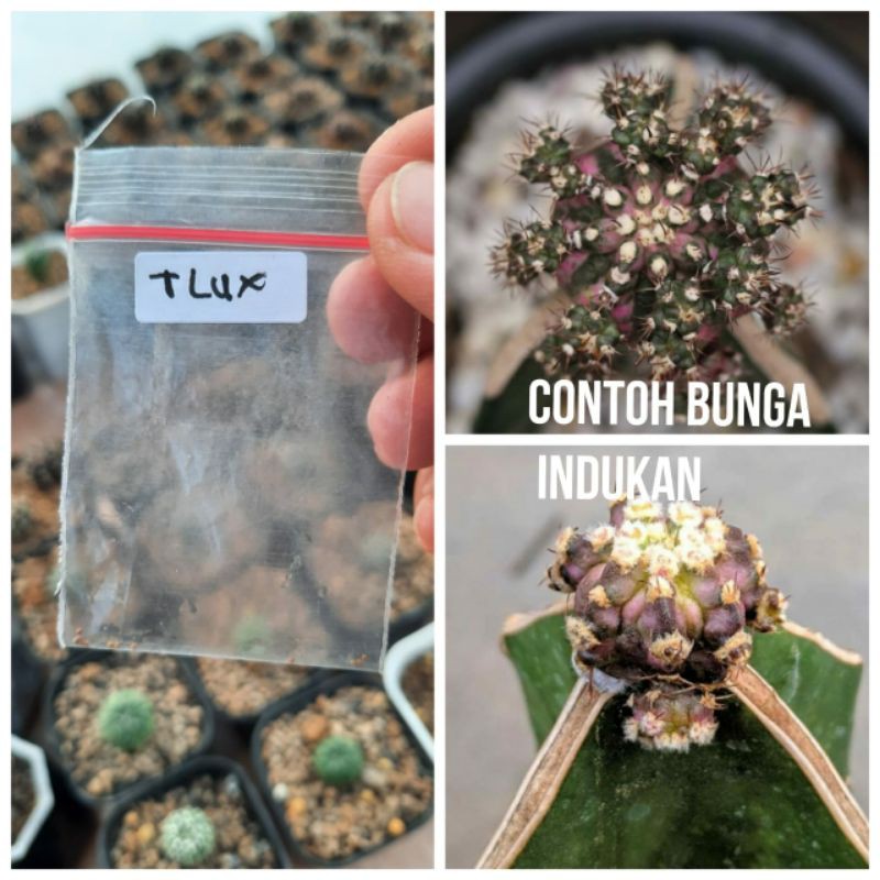 Biji kaktus Gymno T-Lux