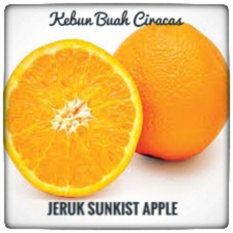 

Jeruk Sunkist Navel per kg