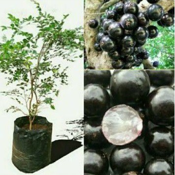Bibit Cutting  1. Stek Batang, Anggur Brazil Jaboticaba