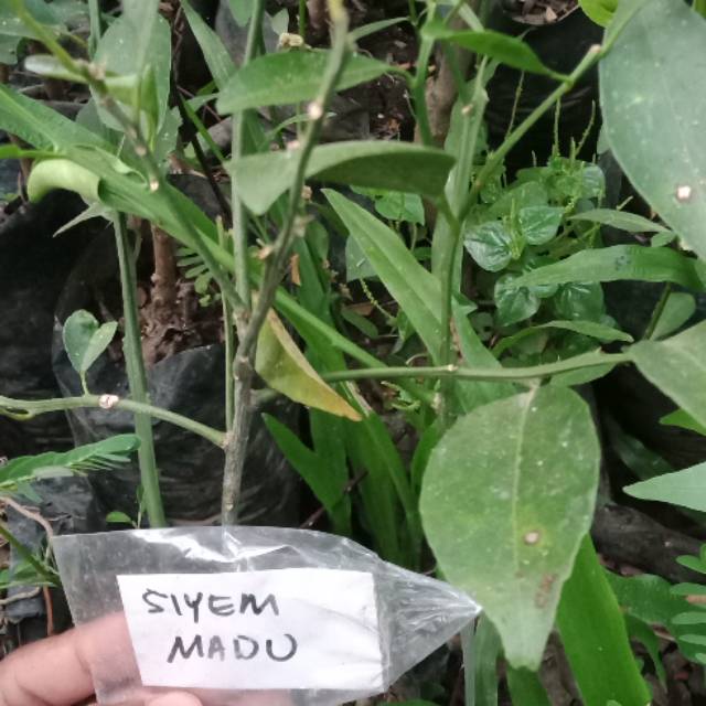 

Jeruk siam madu