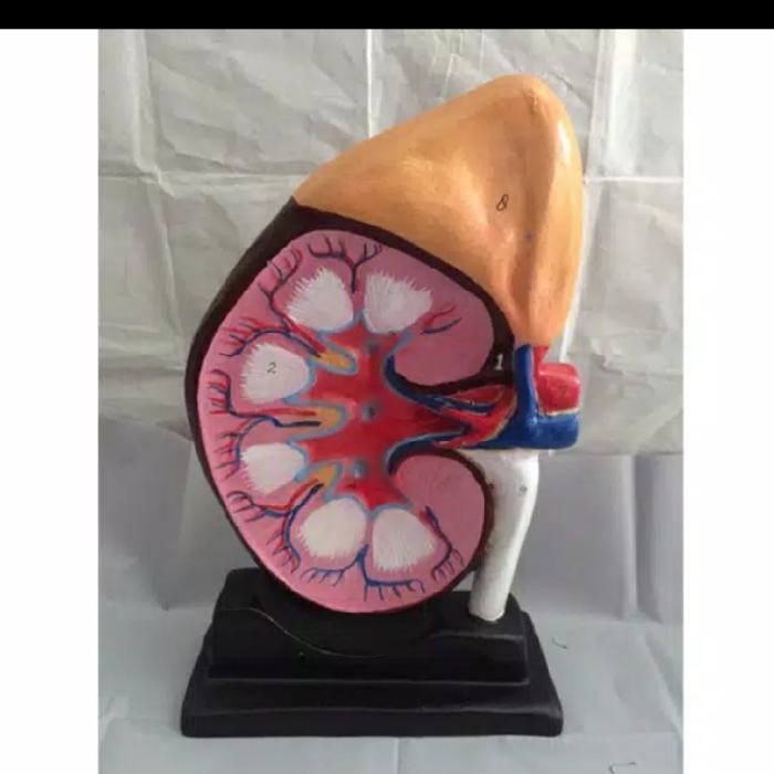 Alat Peraga Ginjal Manusia