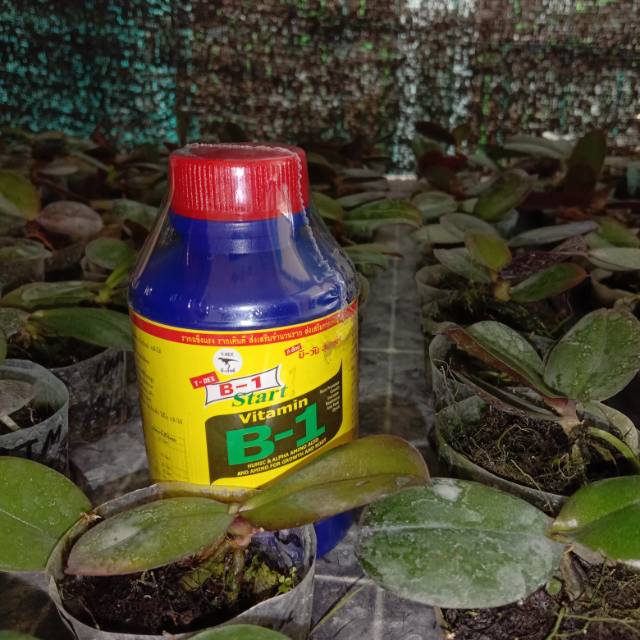 Vitamin B1 Thailand