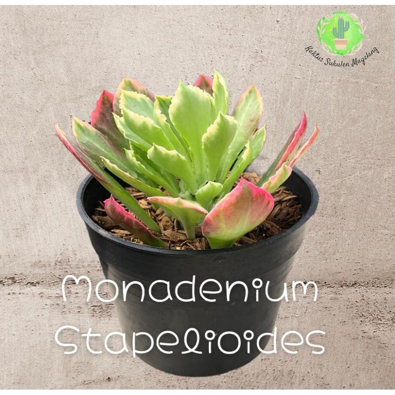 Sukulen Monadenium Stapeliolides