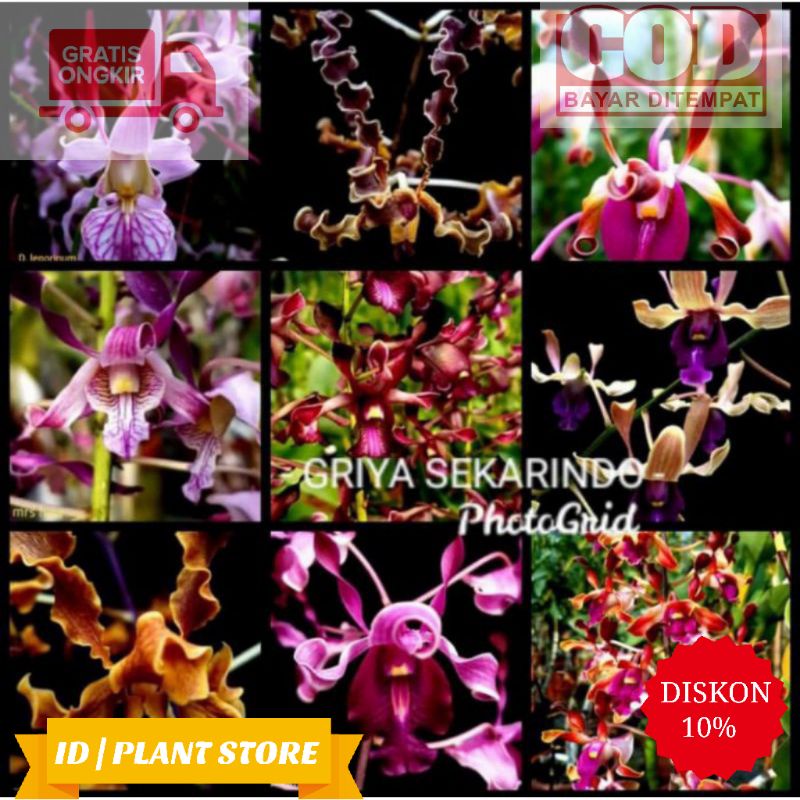 Paket 9 Anggrek Dendrobium Dewasa Bunga Melintir