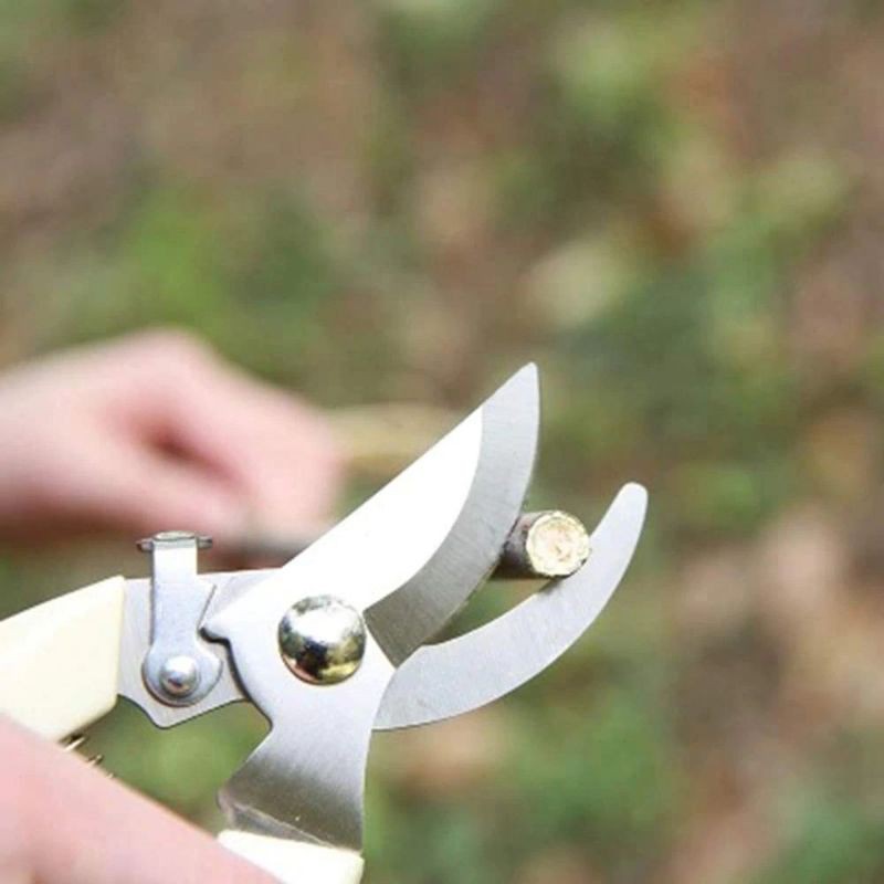 Gunting Dahan Ranting Pruning  Alat Potong Dahan Ranting Stek Pruning Shears (Gunting putih)