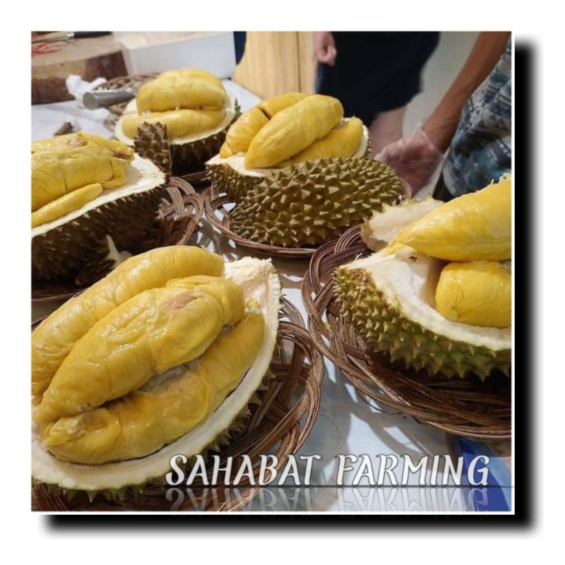 BiBit Durian musangking super cepat berbuah