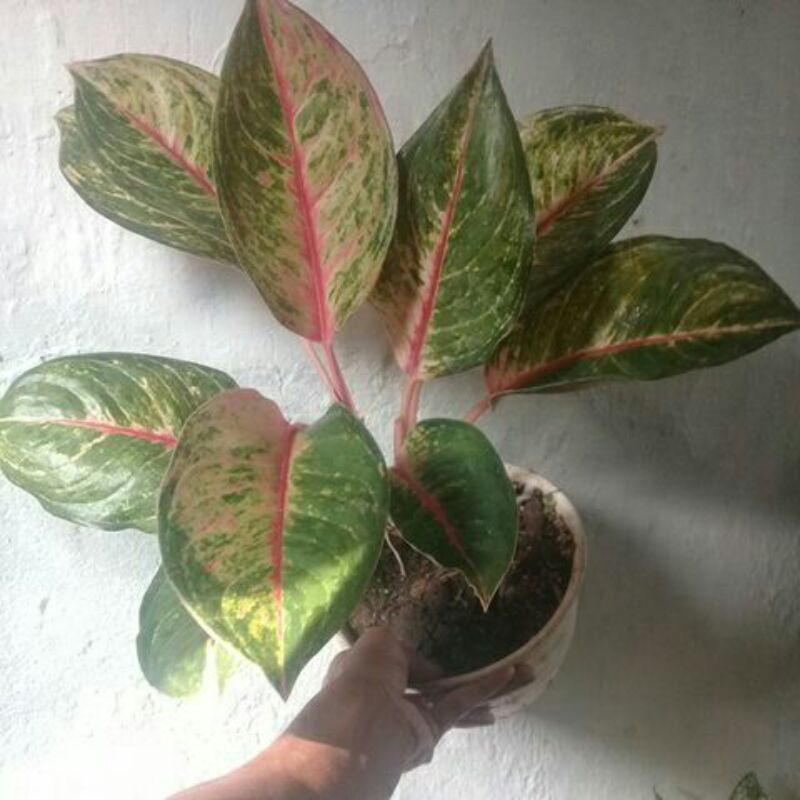 aglonema betty bob mutasi rsa mekarsari ssuai fto.+ bonus