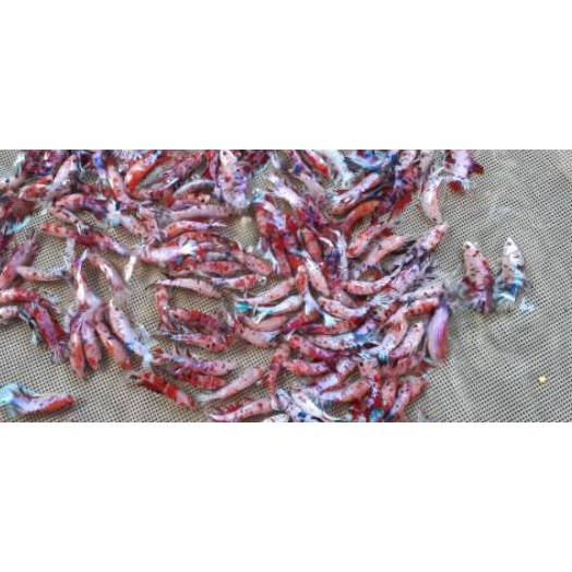 Sale Prg 764 Ikan Cupang Hias Jenis Plakat Pk Koi Fancy Murah Shopee Indonesia