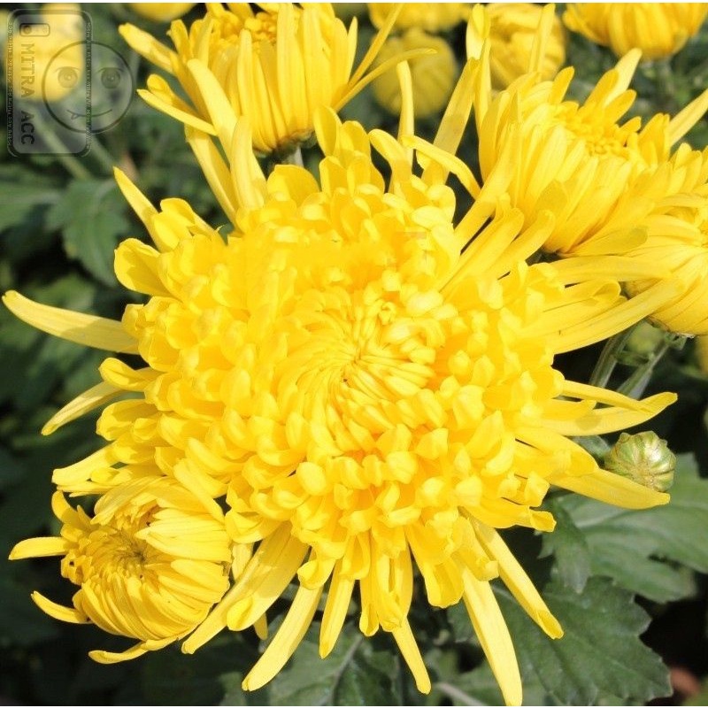 Teh Bunga Krisan Emas / dried golden chrysanthemum tea