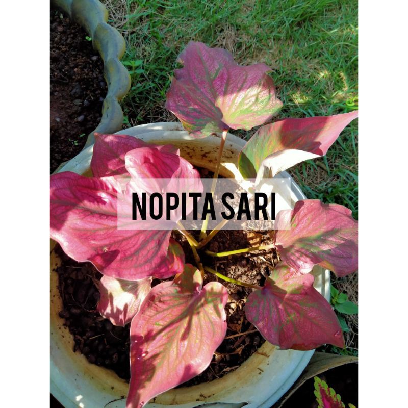 Keladi Infinity | keladi infiniti | keladi merah inviniti | keladi thailand | tanaman hias indoor