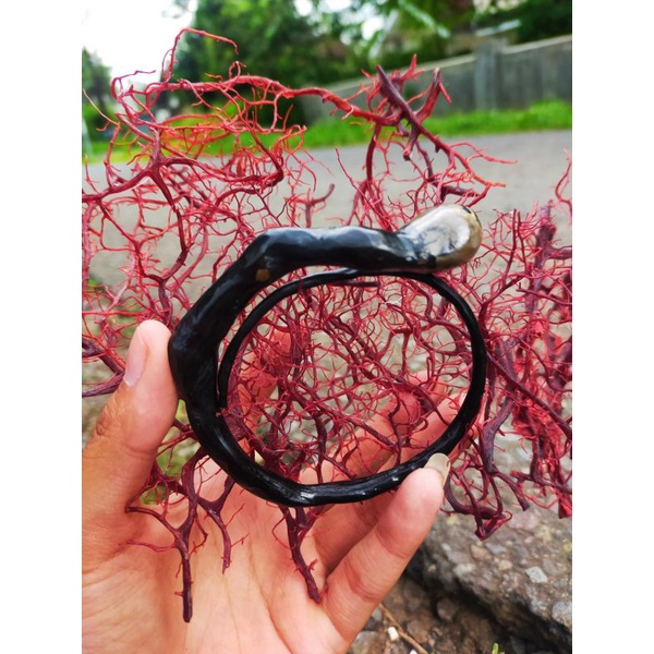 gelang akar bahar bonggol