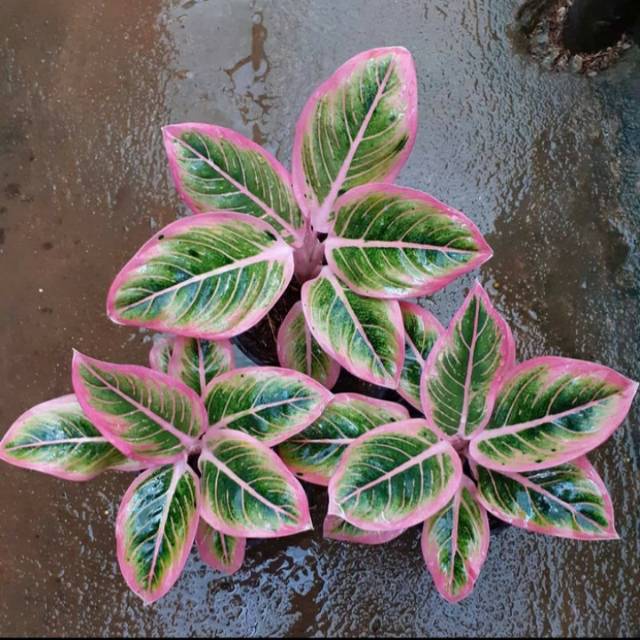 Tanaman hias aglonema Lotus Delight / pohon hias aglonema Lotus Delight