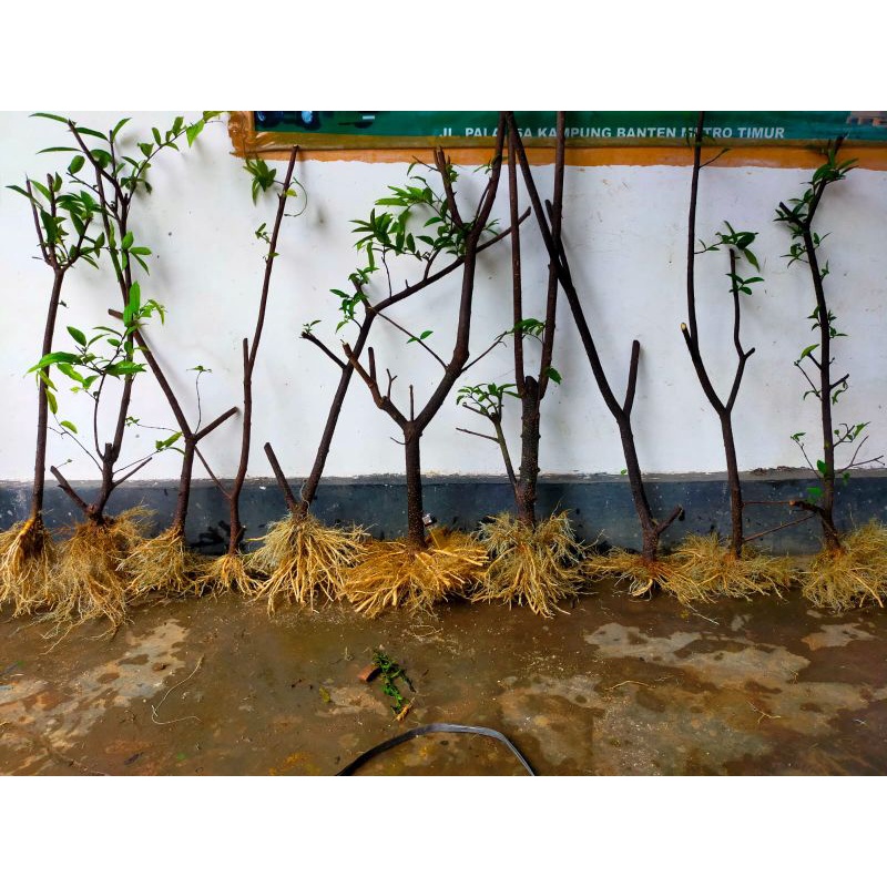 bahan bonsai anting putri prokar
