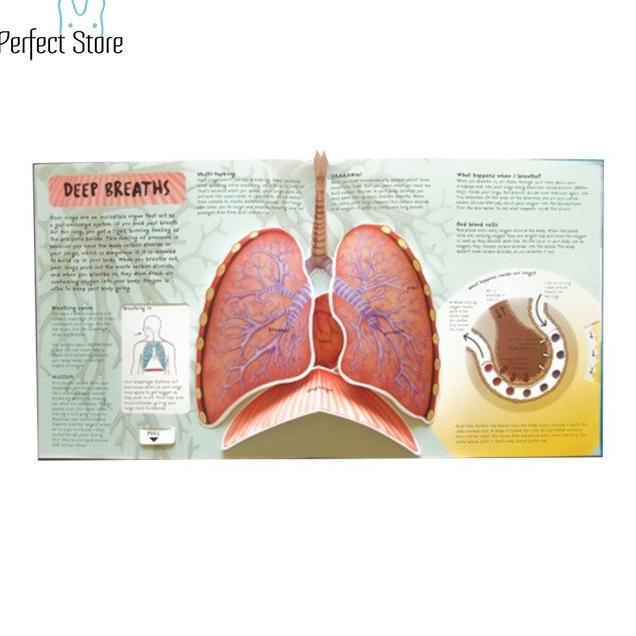 

Perfect Toys Buku Gambar Anatomi Tubuh Manusia 3d Bahasa Inggris