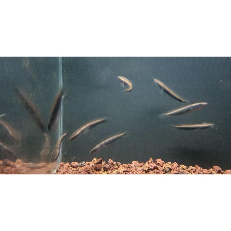 Diskon Chana Maru Red Sampit (3-4Cm) Ikan Gabus Hias Predator