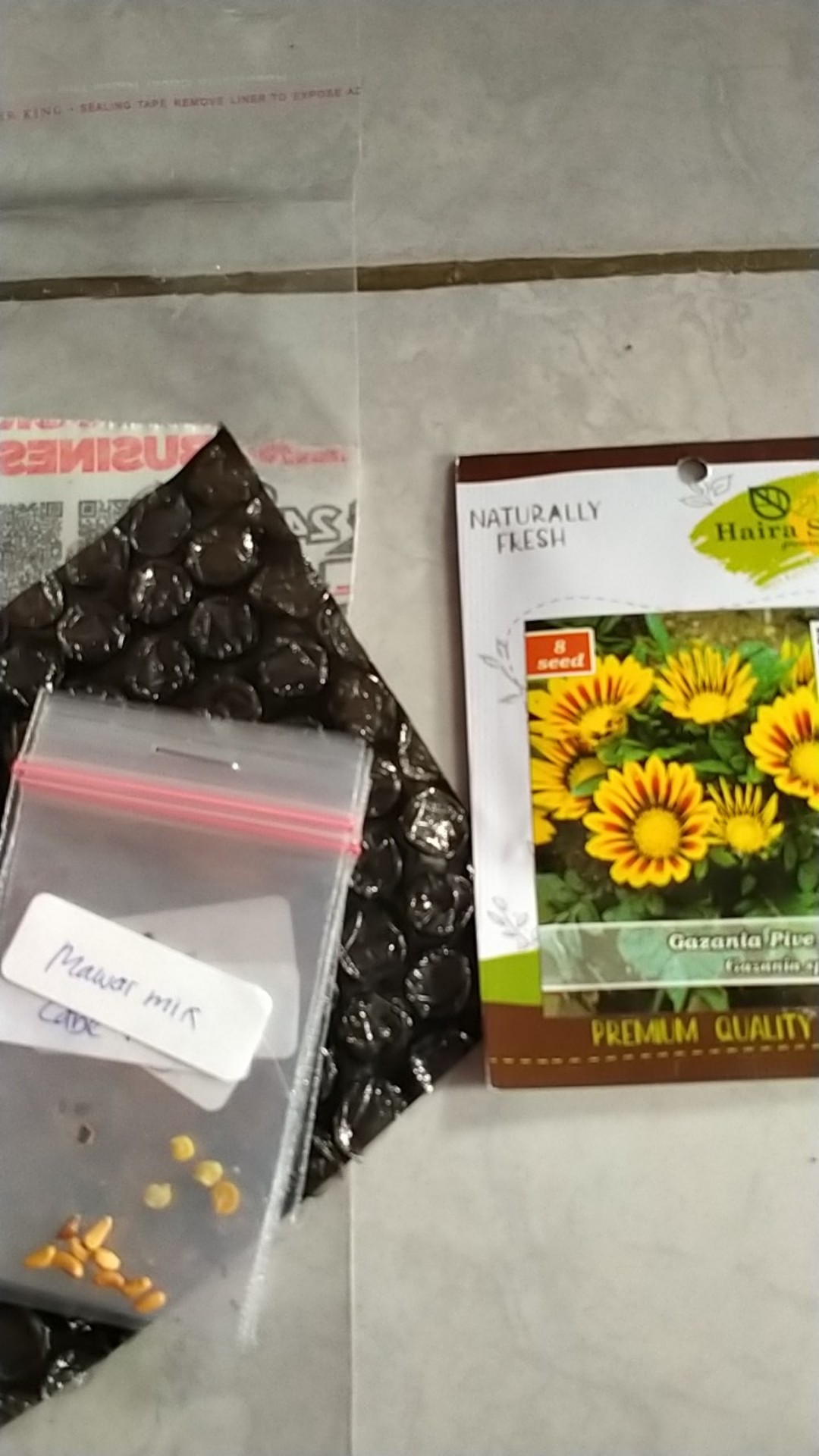 (isi 10 Butir)benih Blue Berry