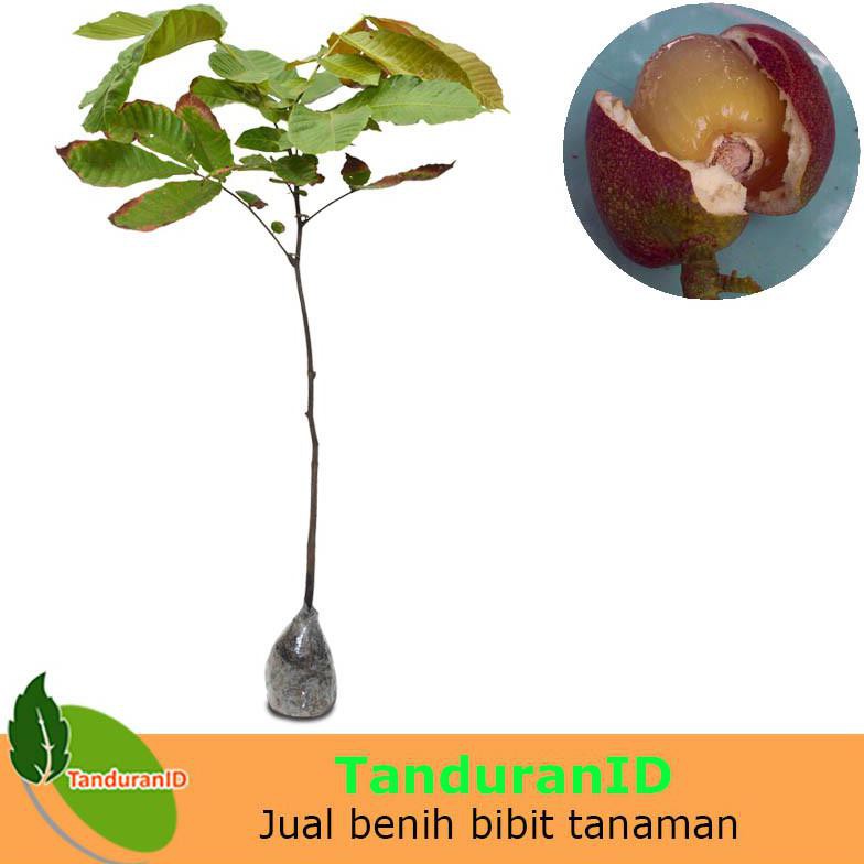 Tanaman Buah Kelengkeng Matoa Island Lychee /R¦