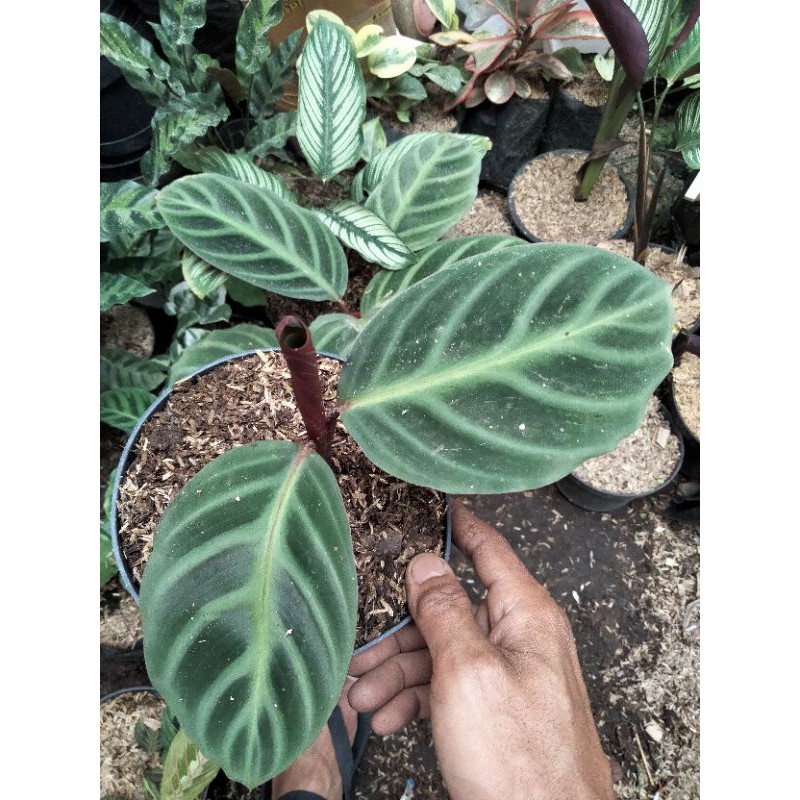 Tanaman Hias marantah Calathea Ecuadoriana