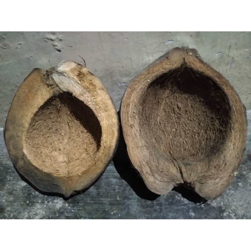 

kulit kelapa
