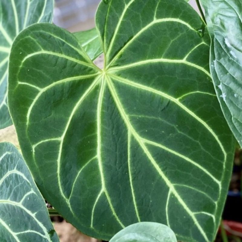 tanaman hias kuping gajah jenis daun jumbo/daun agak kotak