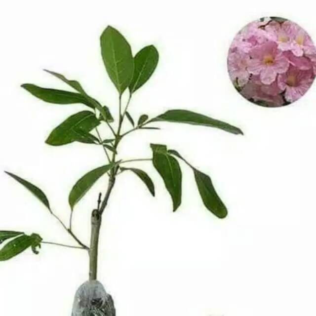 Tanaman hias tabebuya rosea pink - tabebuya pink