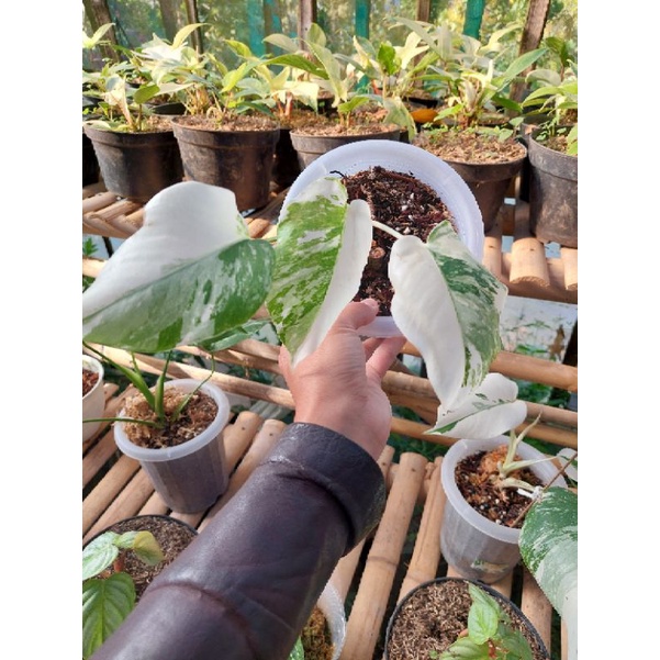 Monstera White Tiger