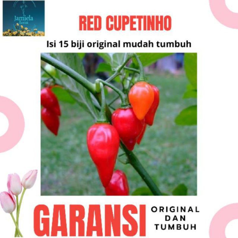 

Cabe hias unik asli kualitas f1 Cupetinho pepper original dan mudah tumbuh cabe rawit Unggul hibrida